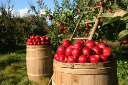 apples 2