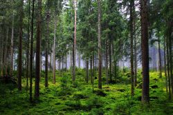 forest
