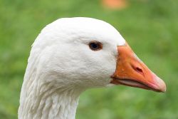 goose